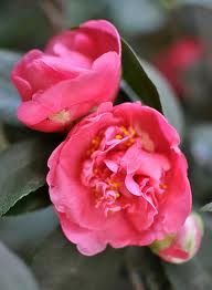 Camellias