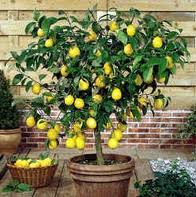 Citrus Plants