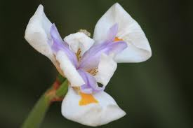 Dietes