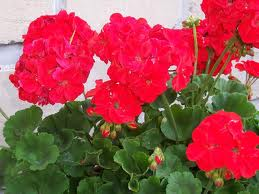 Geraniums