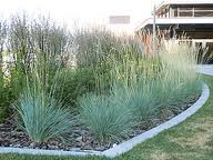 Ornamental Grass