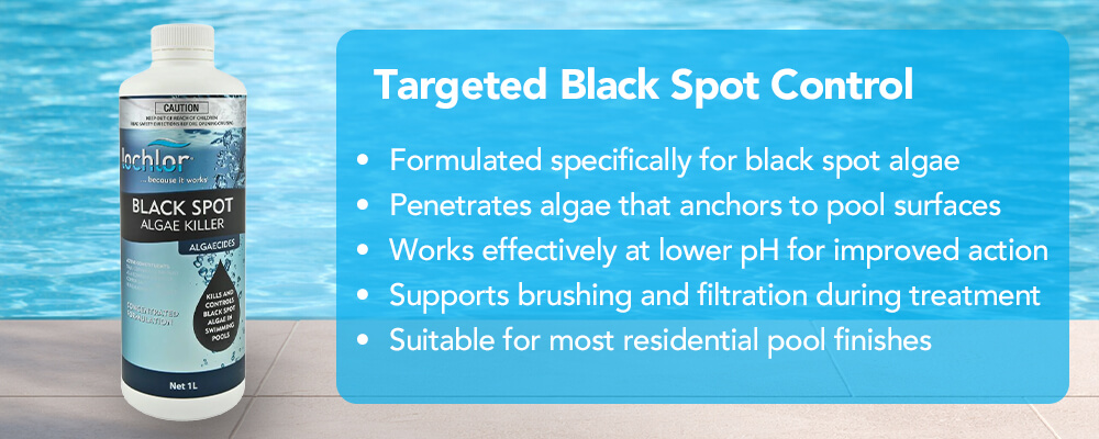Professional Black Spot Algae Control
